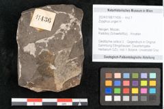 Foto (Objekt + Etikett) von Zizyphus ungeri H. (NHMW-GEO-2024-0188-11436)